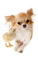 chihuahua and chick