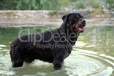 swimming rottweiler