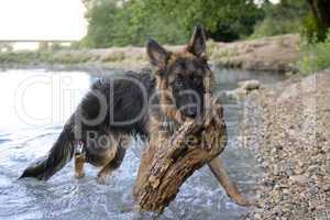 german shepherd in the water