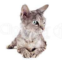 devon rex cat