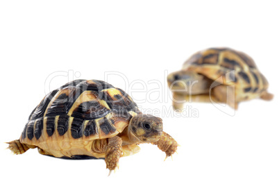 young Tortoises