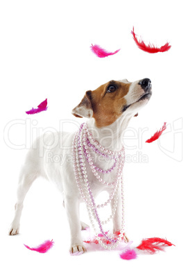 jack russel terrier with feathers