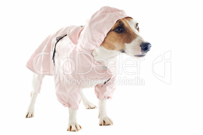 jack russel terrier and raincoat