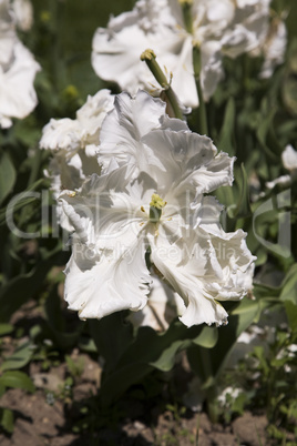 Super Parrot Tulip