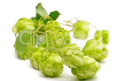 Green hop cones on a white background