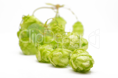 Green hop cones on a white background