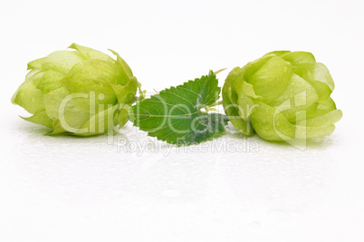 Green hop cones on a white background