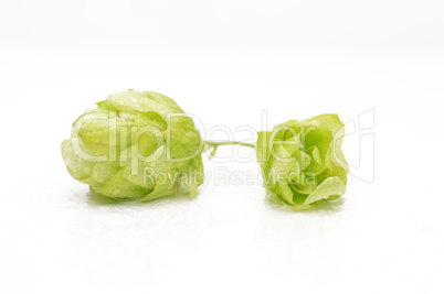 Green hop cones on a white background