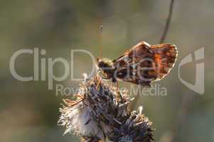 Butterfly (Melitaea cinxia)