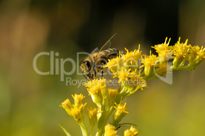 A bee collects nectar