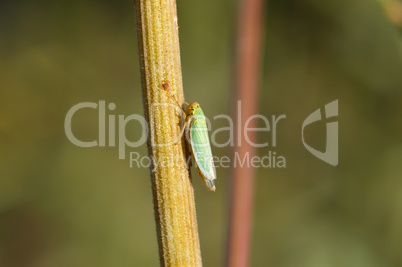Green leafhoppers(Cicadella viridis)
