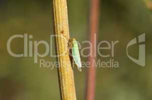 Green leafhoppers(Cicadella viridis)