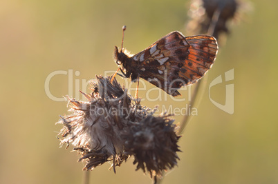 Butterfly (Melitaea cinxia)