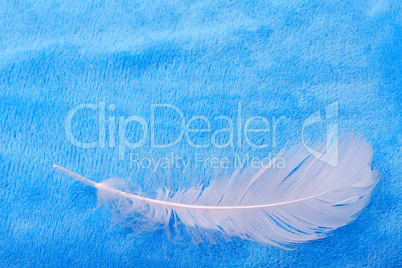 White feather on a blue background