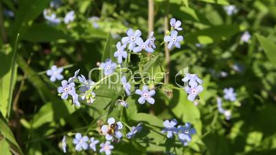 blue forget-me-not