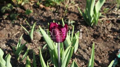 magenta tulip