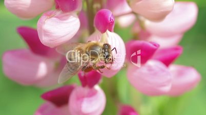 bee collects nectar from pink flowers of lupine