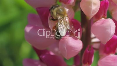 bee collects nectar of lupine