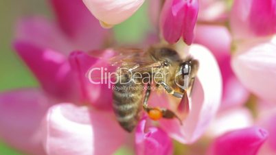 bee collects nectar from pink flowers of lupine close-up