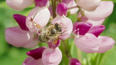 bee collects nectar from pink flowers of lupine