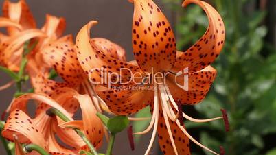 Blooming orange lily