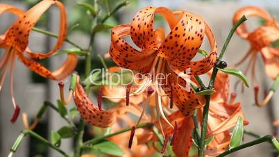 Blooming orange tiger lily