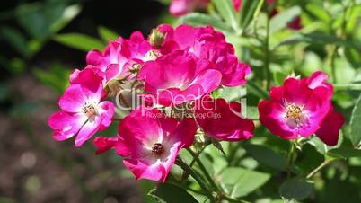 wild roses in the garden