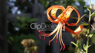 Blooming tiger lily