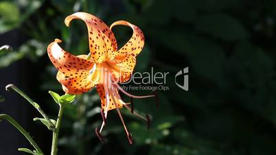Bright flower tiger lily