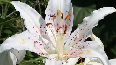 White lily flower