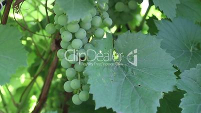 Unripe green grapes