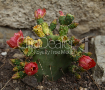 cactus flower