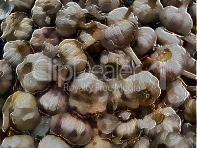 3D Garlic - Allium Sativum
