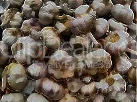 3D Garlic - Allium Sativum
