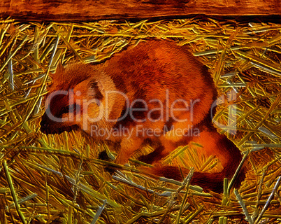 3D Image of Yellow Mongoose called Red Meerkat