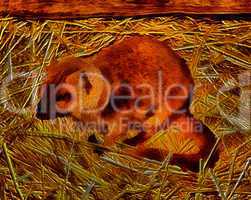 3D Image of Yellow Mongoose called Red Meerkat