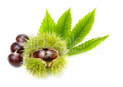 Fresh chestnuts with green leaves, isolated
