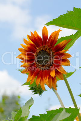 Sunflower closeup