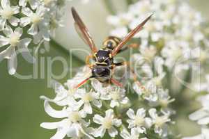 Wasp closeup