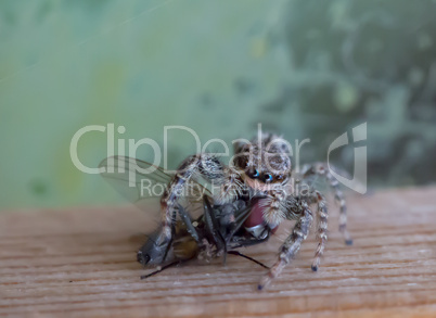 Spider closeup