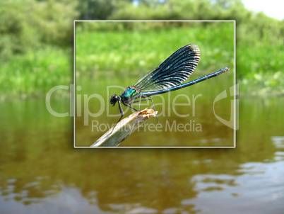 dragonfly sitting  above the river