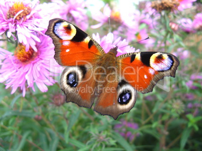 The peacock eye on the aster