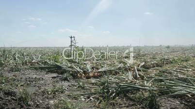 Dolly shot irrigation on onion field