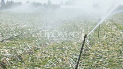 watering onion fields close