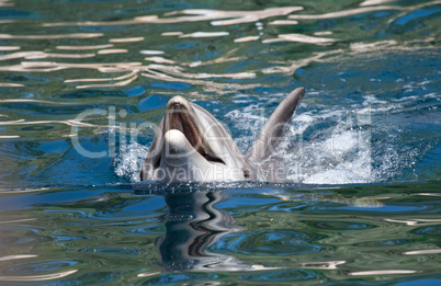 bottlenose dolphin