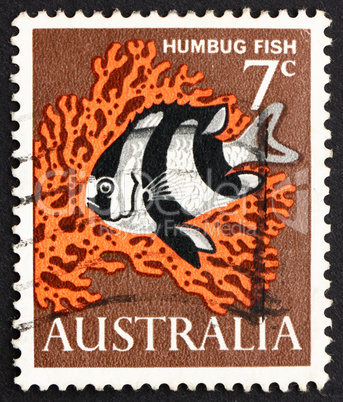 Postage stamp Australia 1966 Humbug Fish, Saltwater Fish