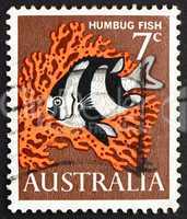 Postage stamp Australia 1966 Humbug Fish, Saltwater Fish