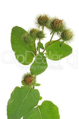 Grosse Klette (Arctium lappa)