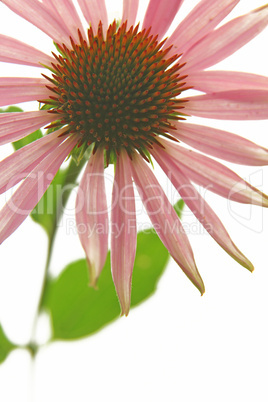 Sonnenhut (Echinacea purpurea)