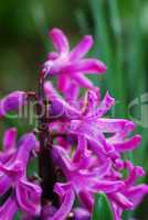 lila hyazinthe
